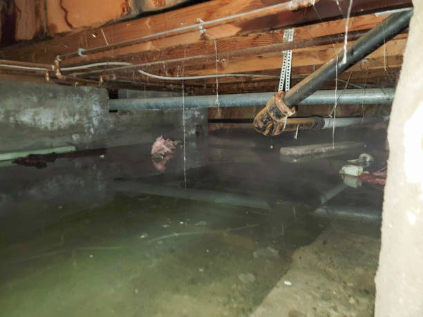 Best Sewage cleanup and water damage restoration  in Branchville, SC