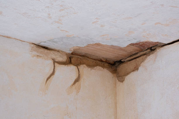 Best Mold removal after water damage  in Branchville, SC