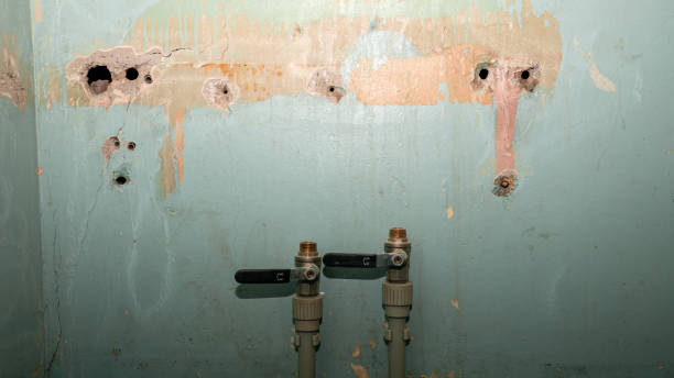 Best Professional water damage repair  in Branchville, SC